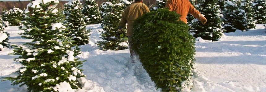 Family Friendly Christmas Tree Cutting & Wreath Construction Afternoon in Conifer
