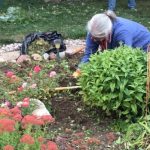 MaryGarden